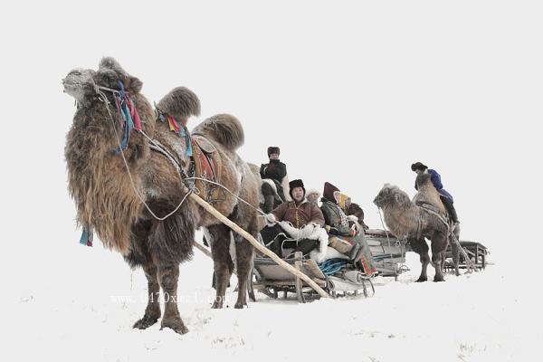雪域骆驼